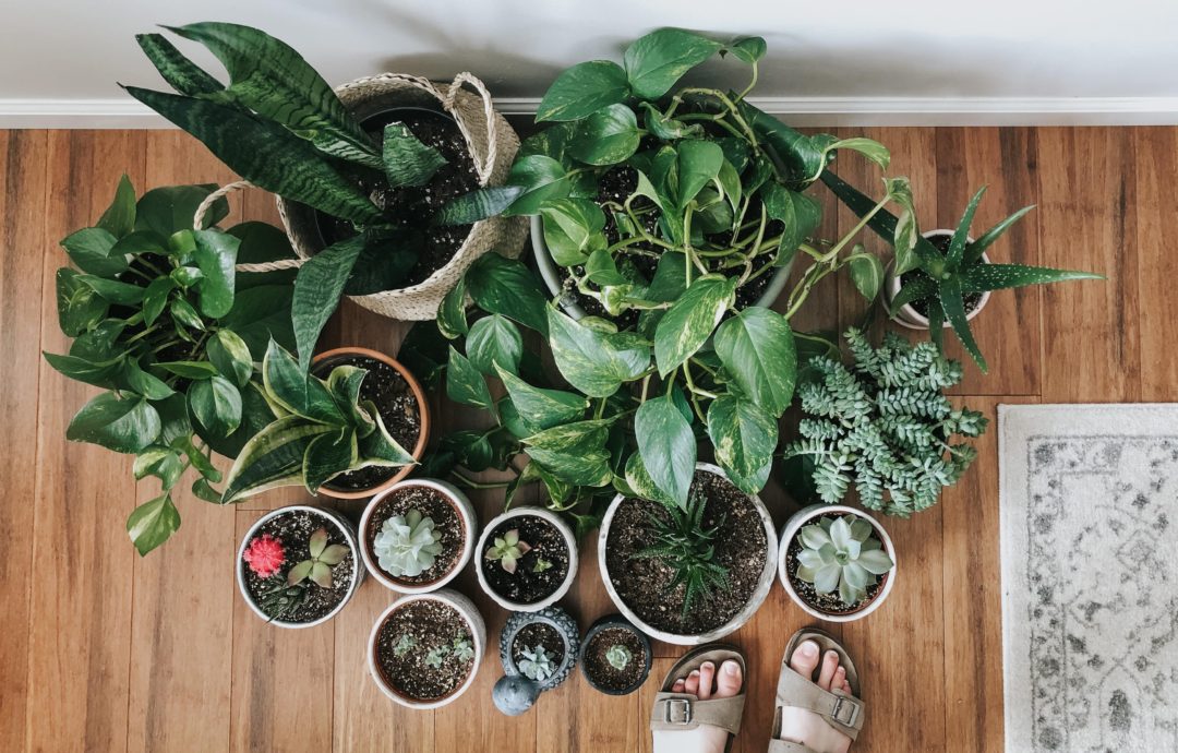 5 Low Maintenance House Plants That Are Hard To Kill!